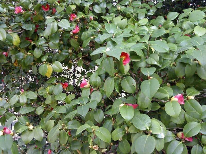 Kamelienbaum in Blüte. – Bild: MDR