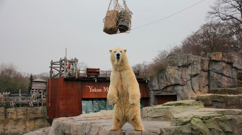 Eisbär Sprinter hat ein Ekzem an der Pfote. Das stört den 500-Kilo-Koloss zwar nicht sonderlich, dennoch möchte die Zootierärztin Dr. Katja von Dörnberg vermeiden, dass das Ekzem zu Entzündungen führt. – Bild: NDR/​Doclights