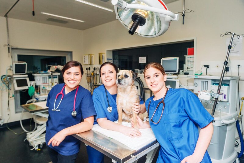 Die drei jungen Tierärztinnen Eléonore, Florence und Alix müssen sich im Alltag beweisen – Bild: SRF/​RTS