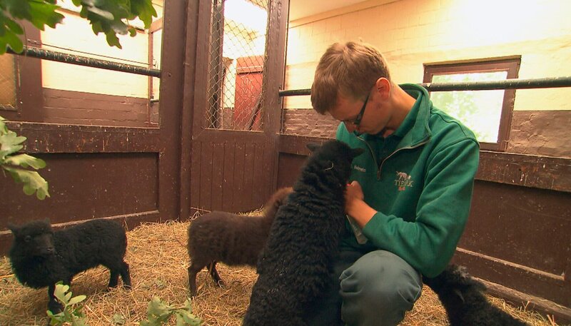 ARD/​NDR LEOPARD, SEEBÄR UND CO., Folge 103, „Löwentaufe im Tierpark Hagenbeck!“, am Mittwoch um 16:10 Uhr im ERSTEN. Sebastian Behrens kümmert sich um die kleinen Lämmer. – Bild: NDR