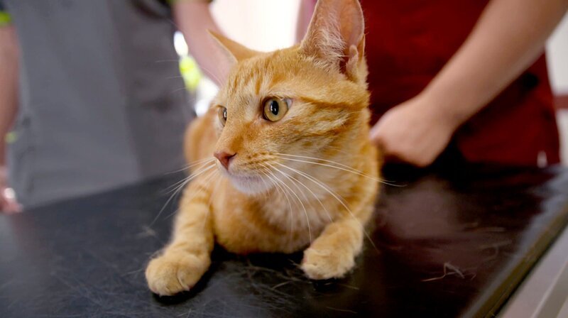 Ein Notfall zum Feierabend in Taucha. Kater Ketchup hat sich eine tiefe Wunde zugezogen. Überstunden für Julia Liebmann. – Bild: NDR/​Doclights GmbH 2020