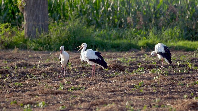 Im piemontesischen Ort Racconigi nisten seit einigen Jahren wieder viele Storchenpaare. – Bild: ORF/Autentic/Thomas Bresinsky / doc.station GmbH Im piemontesischen Ort Racconigi nisten seit einigen Jahren wieder viele Storchenpaare. – Bild: ORF/Autentic/Thomas Bresinsky / doc.station GmbH