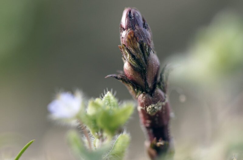Hopfen wächst im Frühsommer in rasantem Tempo empor. – Bild: Luana Knipfer
