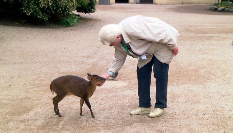 ARD/​NDR LEOPARD, SEEBÄR UND CO. FOLGE 104, „Die Nandus sind los!“, am Donnerstag um 16:10 Uhr im ERSTEN. Die Muntjaks haben die Streicheleinheiten der ehrenamtlichen Hagenbeck-Mitarbeiterin Ingrid Lohse besonders gut. – Bild: NDR