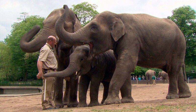 Michael Schmidt kümmert sich um die Elefanten im Außengehege. – Bild: NDR