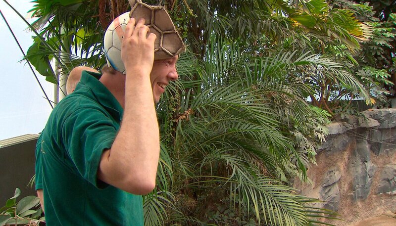 ARD/​NDR LEOPARD, SEEBÄR UND CO. FOLGE 105, „Eine Schafsattrappe namens Gertrud“, am Dienstag (10.04.12) um 16:10 Uhr im ERSTEN. Claus Claussen bringt seinen Orang-Utans Fußbälle zum Spielen. – Bild: NDR