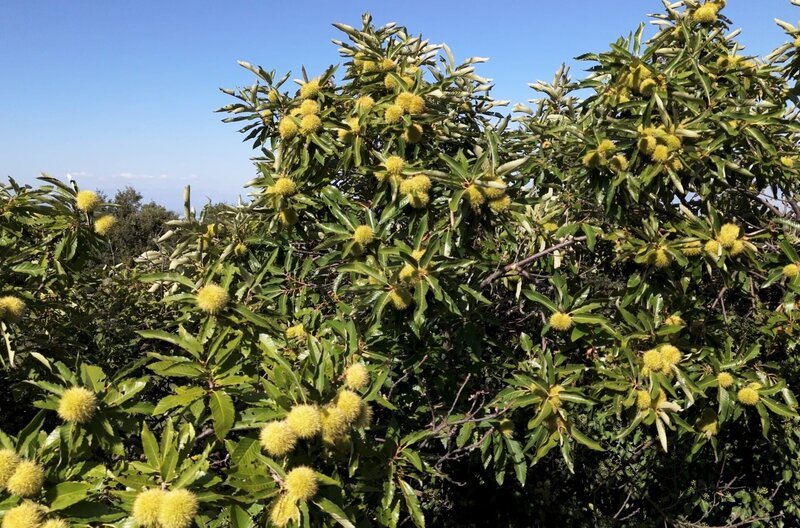 Esskastanien am Baum in der Region Kraja in Montenegro. – Bild: Meriton Dajakaj