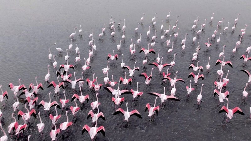 Flamingokolonie. – Bild: ORF/​Autentic/​Moritz Schwarz /​ doc.station GmbH