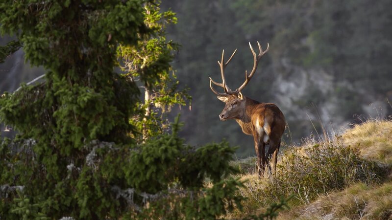 Hirsche – Bild: Red Bull Media House/​ServusTV