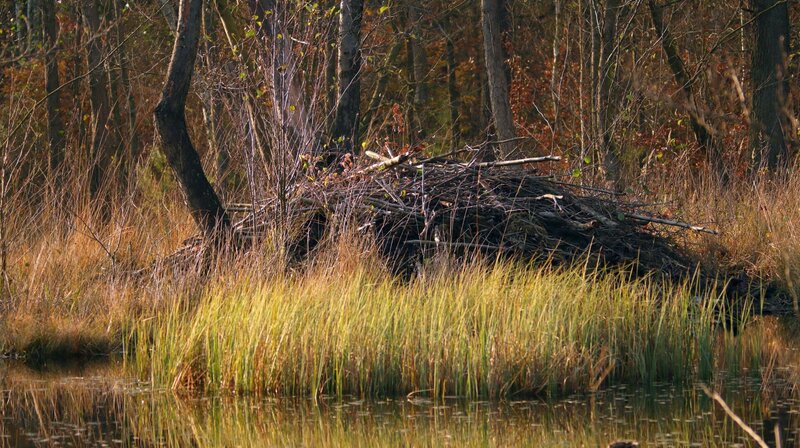 Zu Hause: Nicht immer wohnen Biberfamilien in einer freistehenden Biberburg aus Ästen. Oft Graben sie auch Höhlen ins Ufer, in denen sie ihre Jungen aufziehen. – Bild: NDR/​Doclights GmbH/​Klaus Weißmann & Wilma Kock