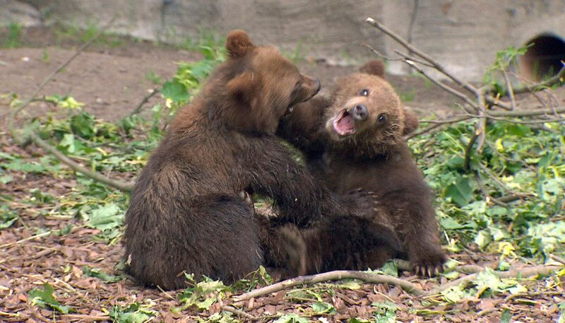 Die Bärenkinder toben was das Zeug hält. – Bild: NDR