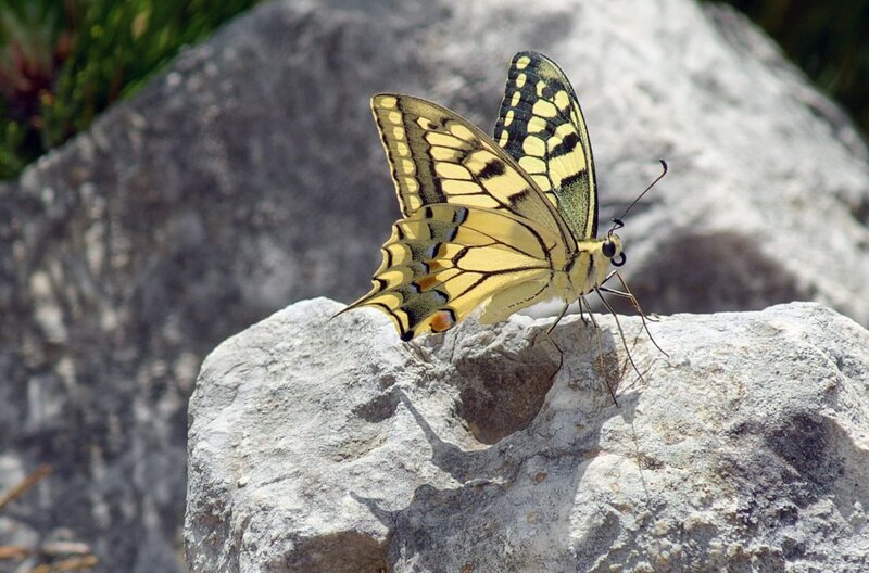 Schmetterling im Tomorr-Gebirge – Bild: Kosovo_Gjoci