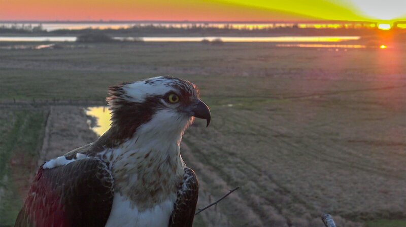 Das Steinhuder Meer – Bild: NDR/​Doclights GmbH/​Ralph und Svenja Schieke
