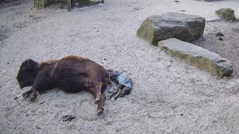 Im Tierpark Nordhorn bringt ein Waldbison, ihr Kalb zur Welt. +++ Die Verwendung des sendungsbezogenen Materials ist nur mit dem Hinweis und Verlinkung auf RTL+ gestattet. – Bild: RTL /​ Docma TV