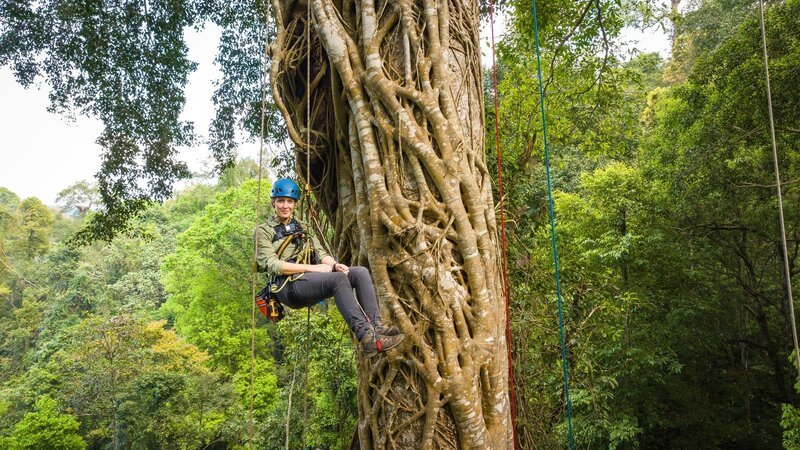 In einem tropischen Urwald spielt sich das meiste Leben in den Baumkronen ab. Hannah Emde erklimmt einen Urwaldriesen auf der Suche nach Gibbons. Mit diesen Menschenaffen verbindet sie eine besondere Geschichte. – Bild: ZDF