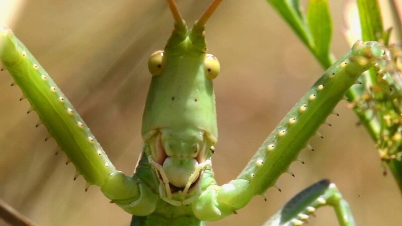 Einstein Insektensterben in der Schweiz: Sind sie wirklich so bedroht? Seltene riesen Sägeschrecke – Bild: SRF