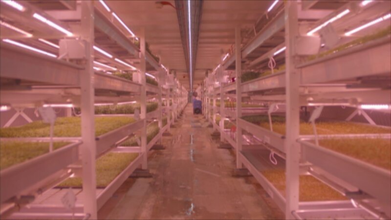 Während des Zweiten Weltkriegs Zufluchtsstätte für Tausende Londoner. Heute Unternehmensstandort von Growing Underground – Londons erster Untergrundfarm. – Bild: ZDF