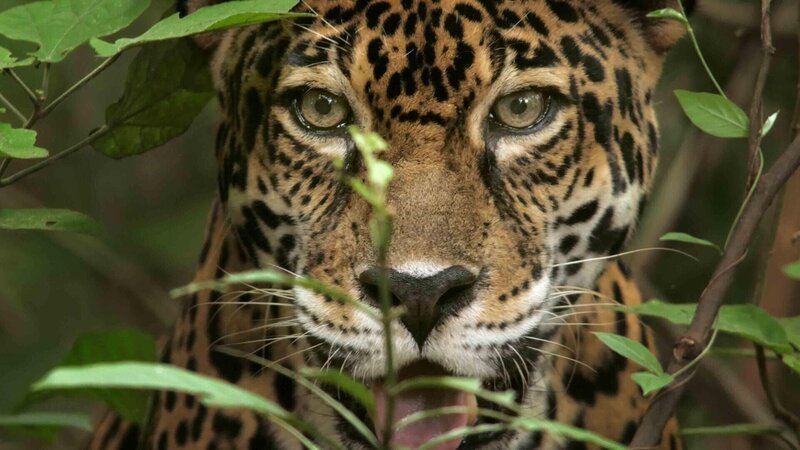 Jaguar – Bild: RTL /​ Terra Incognita Docs /​ Zentralamerika