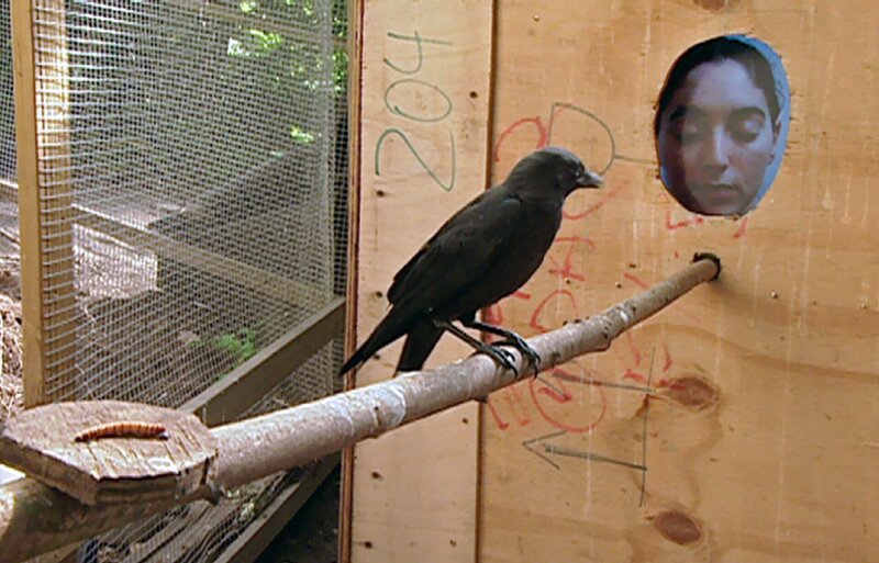 Dohlenforschung. – Bild: BR/​Uli Schramm