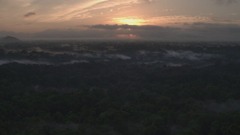 Blick über das Kronendach eines südamerikanischen Regenwaldes. – Bild: BR/​Marion Pöllmann