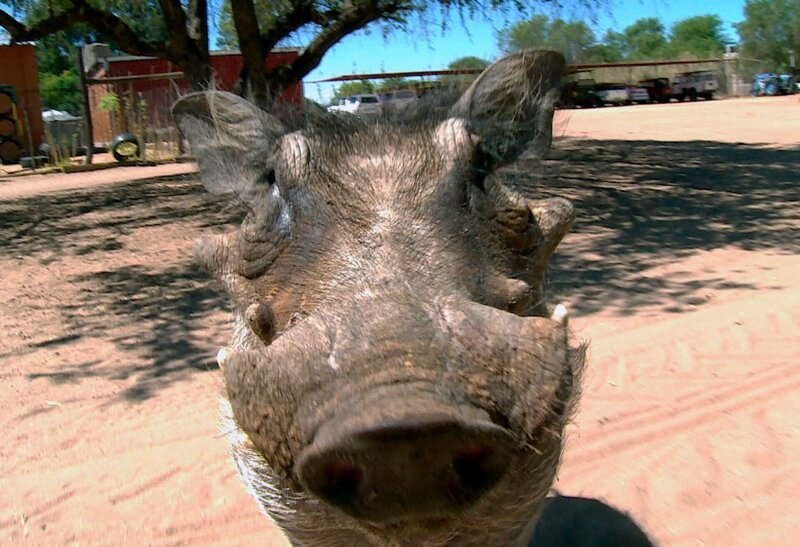 Hakuna Matata: Die Warzenschweine Ham und Bacon sollen heute ausgewildert werden. Schwerstarbeit für die Volontäre, denn die Tiere sind groß und schwer geworden. – Bild: SWR/​Christian Marohl