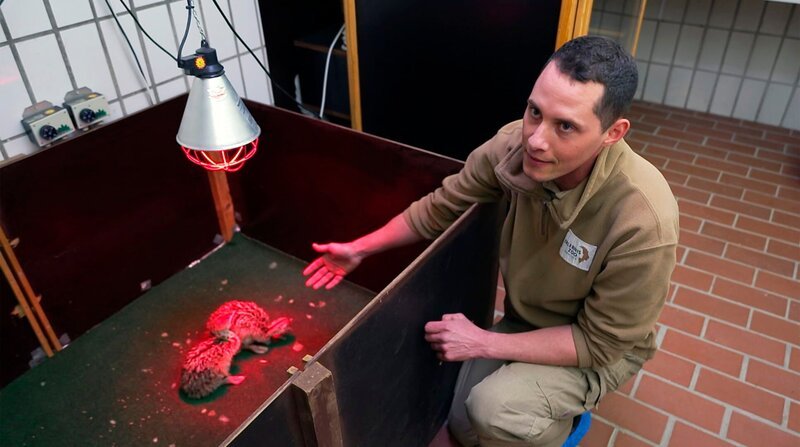 Große Freude im Erlebniszoo: Bei den Afrikanischen Rothalsstraußen ist Nachwuchs angekommen. Vor einer Woche sind im Brutkasten der Tierklinik zwei Küken geschlüpft, die heute von Philipp Plate liebevoll umsorgt werden. Abends stellt er das Radio an, als er gehen muss … – Bild: NDR/​Doclights/​Jeannine Apsel