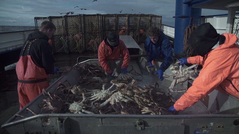 The crew of the Northwestern sorting crab. – Bild: Discovery Channel