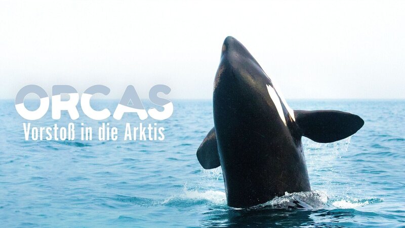 Orcas - Vorstoß in die Arktis – Bild: RTL