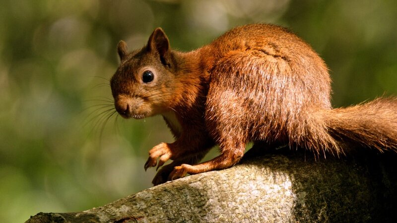 Dieses Eichhörnchen bleibt im Winter zurück. Deshalb lägt es Vorräte an, um die Zeit bis zum Frühling zu überstehen. – Bild: ORF/​Crossing the Line Productions