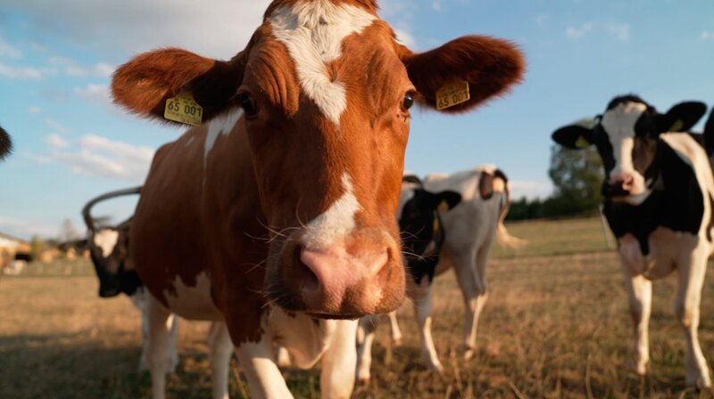 Dominick (M, 29) traut sich, seinen Kindheitstraum in die Tat umzusetzen. Er lernt Landwirt und kauft einen Bauernhof mit über 180 Milchkühen bei Lüdenscheid. Für ihn und Joana (r., 31) ist es ein herausforderndes Jahr. Ihr Sohn Hannes ist gerade auf die Welt gekommen und wirbelt den Alltag durcheinander. Dann machen die Hitze und der trockene Sommer den jungen Landwirten zu schaffen. Die neue Zukunft: für die junge Familie kein Kinderspiel! Sie ackern, damit ihr Traum Wirklichkeit wird. Es ist ein Kampf gegen die Launen der Natur, voller Sorgen um Tiere, Felder und Ernte – und ums Geld, oder gar die Existenz. – Bild: WDR/​sagamedia