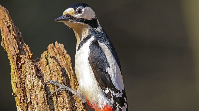 Der Buntspecht ist vielerorts an der Wupper zu Hause. – Bild: WDR/​Sigurd Tesche
