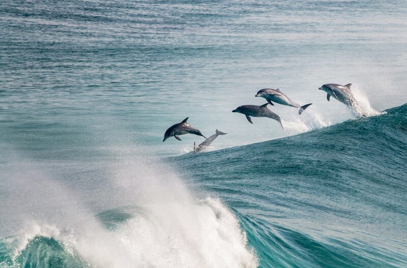 Delfine kommunizieren mit ihrer Körpersprache – ihre Sprünge sind Teil davon. – Bild: phoenix/​ZDF/​Arte/​Blair Ranford