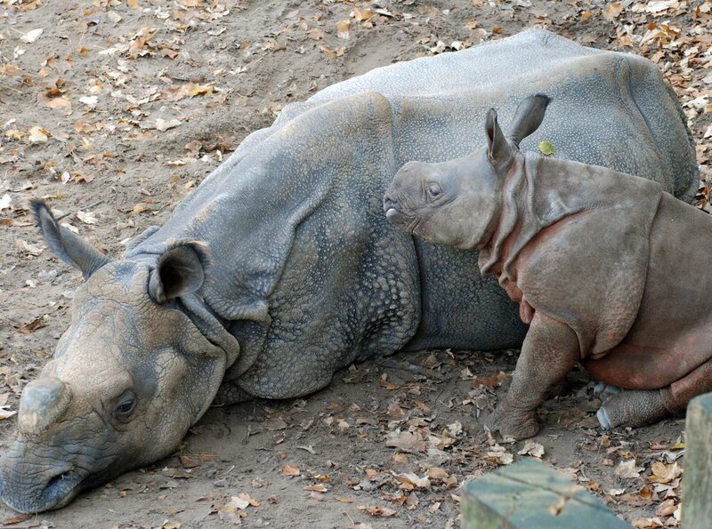 Langeweile bei Familie Nashorn. Damit soll jetzt Schluss sein. In der neuesten Folge von Eisbär, Affe & Co. wollen die Pfleger die beiden mit einem Ball so richtig in Schwung bringen. – Bild: BR/​SWR/​Frieder Bundt