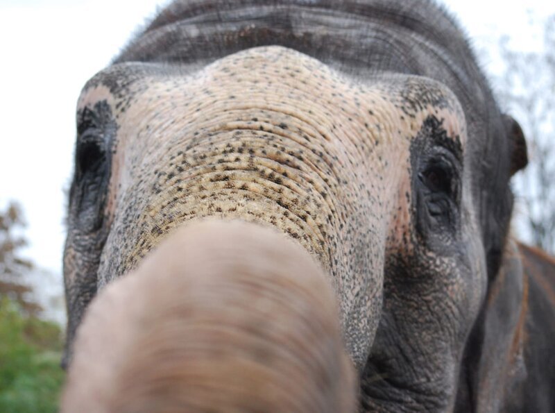 Geschickter Rüssler. Auch die schwersten Tiere der Wilhelma wollen beschäftigt werden. Dabei sind sie oft raffinierter, als die Pfleger denken … – Bild: BR/​SWR/​Frieder Bundt