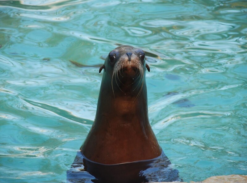 Mit dem Löwen hat ein Seelöwe wenig gemein. Von der Lernfähigkeit her sind sie trotzdem die Könige der Wasserwelt. – Bild: BR/​SWR/​Frieder Bundt