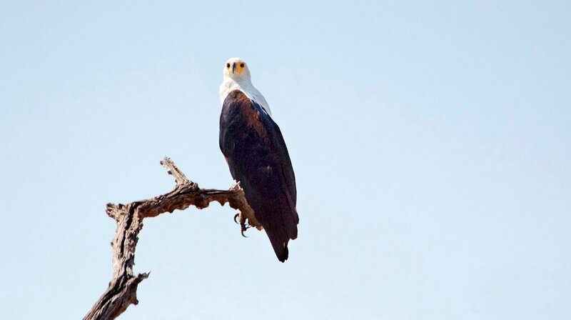 Adler – Bild: phoenix/​ZDF