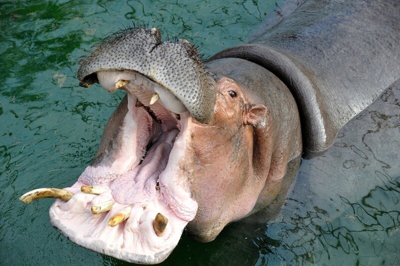 Einer recht unangenehmen Prozedur muss sich heute Flusspferd-Dame Kathi im Zoo-Berlin unterziehen: Für sie steht eine aufwendige Zahn-OP an. Doch bevor Dr. Andreas Ochs ans Werk gehen kann, muss der Koloss noch betäubt werden. Nichts für schwache Gemüter. Selbst Reviertierpfleger Uwe Fritzmann hält sich dabei lieber im Hintergrund auf. – Bild: rbb/​Thomas Ernst