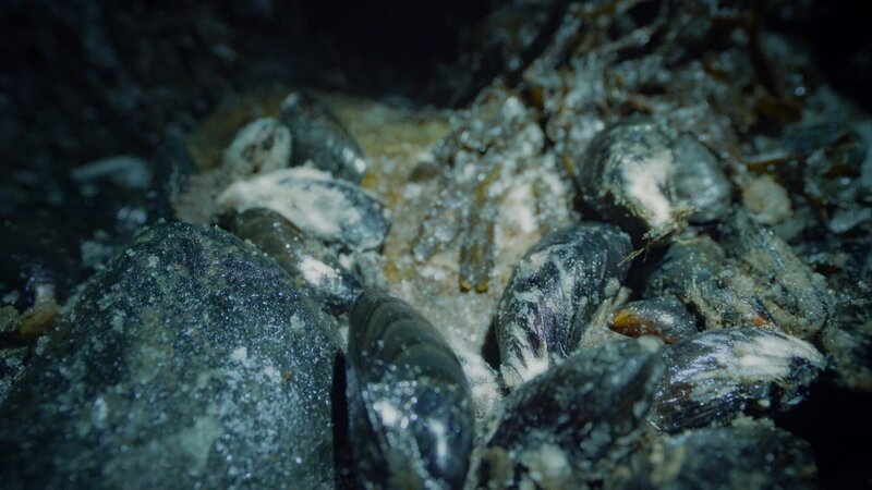 Close-up of a mussel bed. (credit: National Geographic) – Bild: Copyright © The National Geographic Channel.