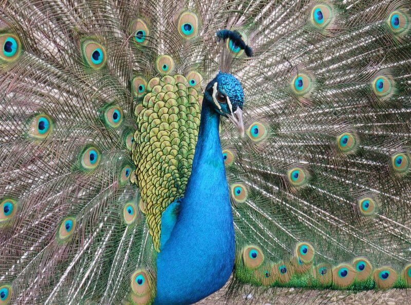 Ein eitles Tier: Der Pfau. Heute bekommen die Tiere Ringe. Aber nicht als Steigerung ihrer Schönheit, sondern als tierischen Personalausweis. – Bild: BR/​SWR/​Frieder Bundt