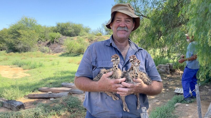 Straußenzucht in Oudtshoorn mit Züchter und Farmer Koos Grundling. – Bild: ORF/​Autentic/​Katrin Hensel-Ovenden