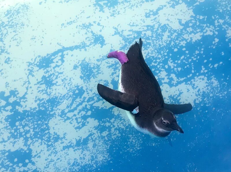 Verletzter Pinguin bei SANCCOB in Gqeberha. – Bild: ORF/​Autentic/​Katrin Hensel-Ovenden