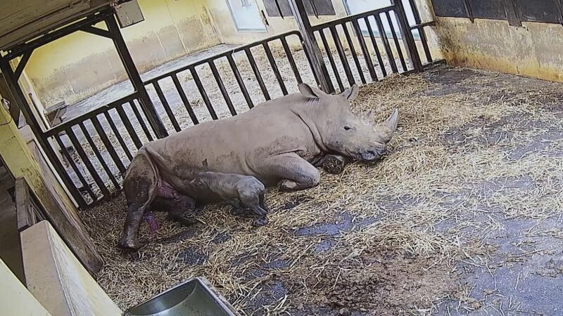 Im Zoo Osnabrück steht die Geburt eines Breitmaulnashorns bevor. – Bild: RTL /​ Docma TV /​ Geheime Tiergeburten