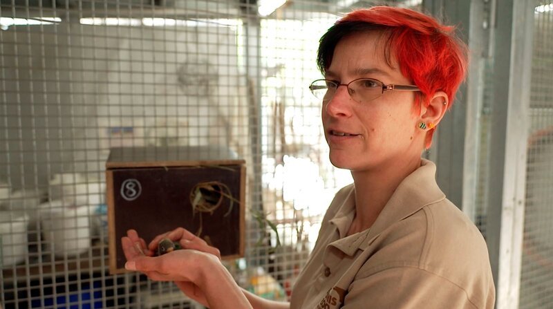 Ausweis für die Nestlinge: Der Nachwuchs der Rußköpfchen muss beringt werden. Durch den Ring können die Vögel jederzeit identifiziert werden. Es ist höchste Zeit, denn bald werden die drei Wochen alten Küken flügge und verlassen das Nest. Sarah Menzenbach und Falk Hörschelmann brauchen viel Fingerspitzengefühl, denn der winzige Papageiennachwuchs ist sehr zart. Millimeterarbeit wie bei einer OP! – Bild: NDR/​Doclights/​Petra Tschumpel