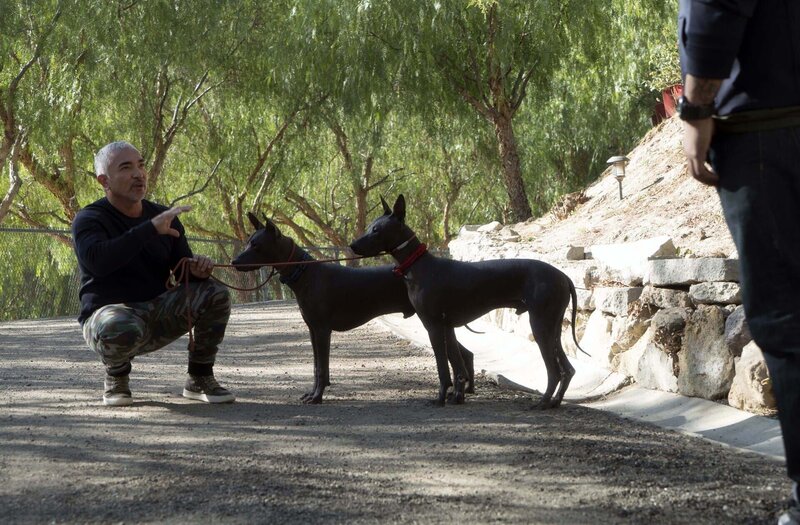 Cesar Millan – Bild: National Geographic