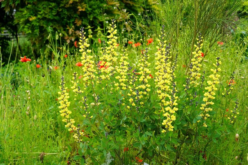 Was tun, wenn die erste Sommerhitze kommt? Karl Ploberger hat Tipps. – Bild: Leopold Mayrhofer/​Natur im Garten