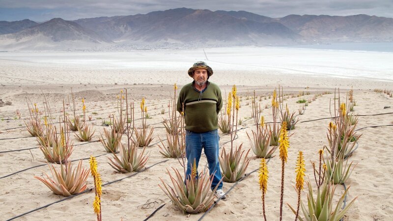 Nebelfänger Hugo Streeter Cortez in seinem Aloe Verde Feld. – Bild: 3sat