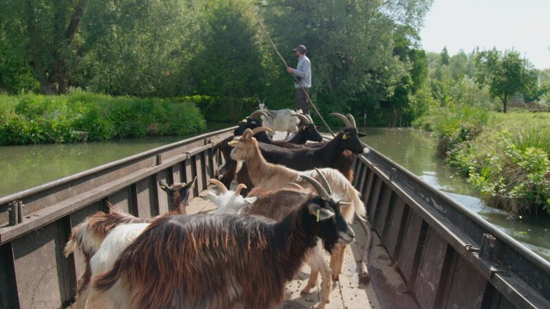 Ziegen dienen im Sumpf von St. Omer als natürliche Rasenmäher – und werden perBoot transportiert. – Bild: ZDF und arte