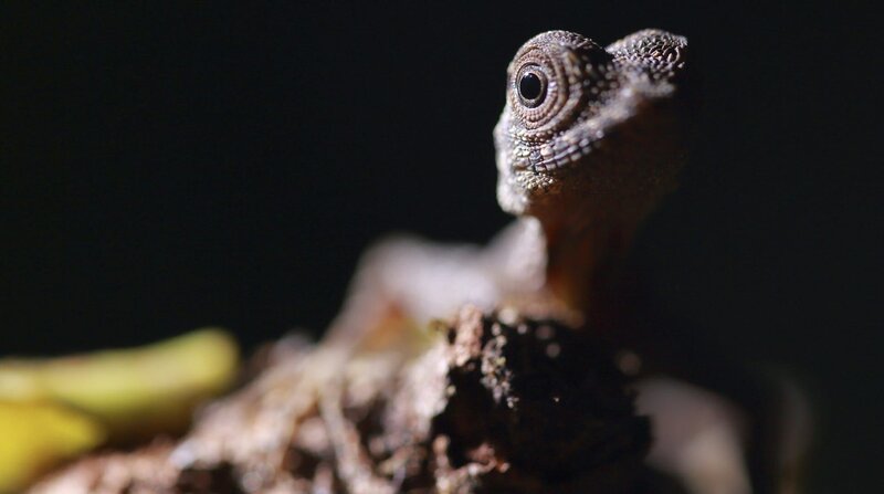 Flugdrachen haben spezielle Häute, mit denen die baumbewohnenden Echsen im dichten Regenwald von Stamm zu Stamm gleiten können. – Bild: BR/​Doclights GmbH/​NDR/​Terramater/​Matt Hamilton
