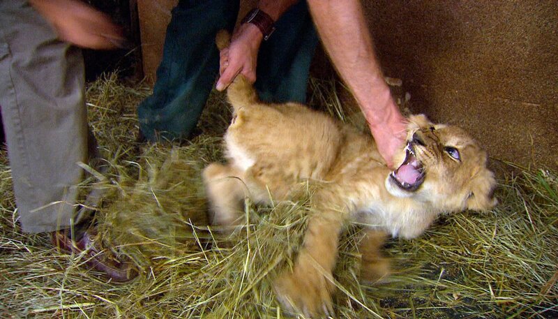 ARD/​NDR LEOPARD, SEEBÄR UND CO. FOLGE 110, „Nabelbruch beim Bisonbaby“, am Dienstag (17.04.12) um 16:10 Uhr im ERSTEN. Das Löwenbaby faucht die Pfleger an. – Bild: NDR