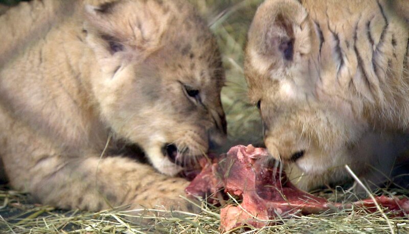 Inzwischen sind die Löwenbabys auch auf den Geschmack von Fleisch gekommen. – Bild: NDR